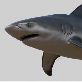 3D model Bull shark